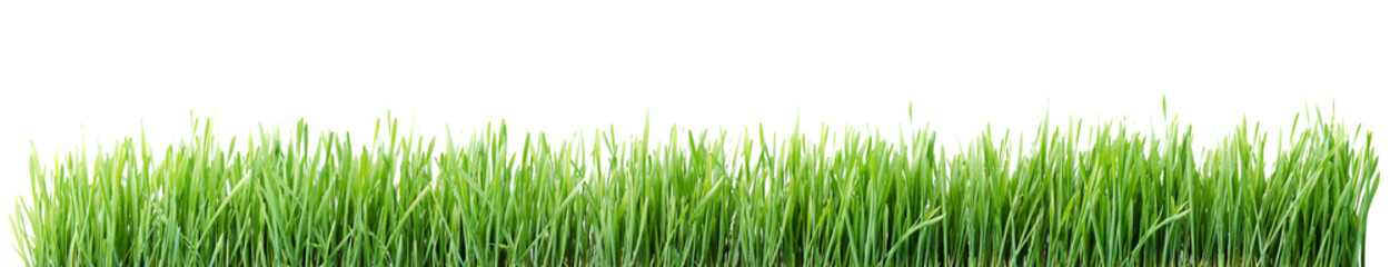 Fototapeta na wymiar Green grass Isolated on white