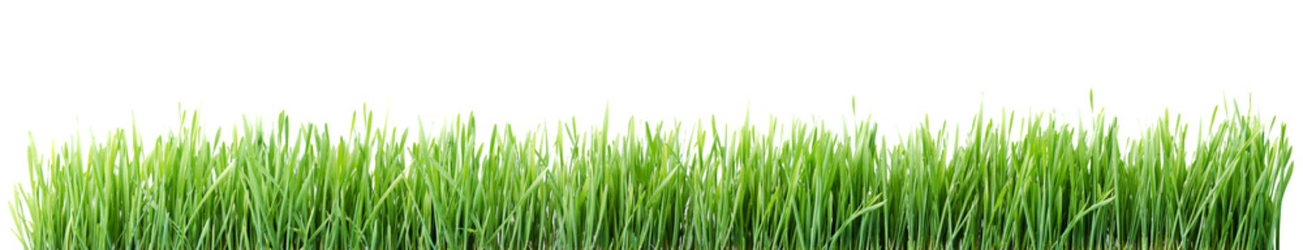 Green grass Isolated on white