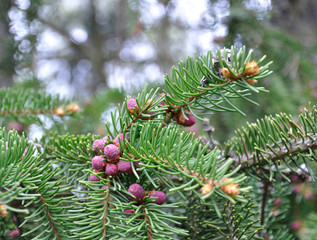 Pink baby fir cones and needles closeup in spring.