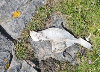 Fish skeleton of a halibut on Swedish west coast beach.