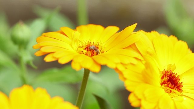 Honey bee at gerber flower - coseup