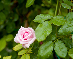 Rose pink  on natural background.