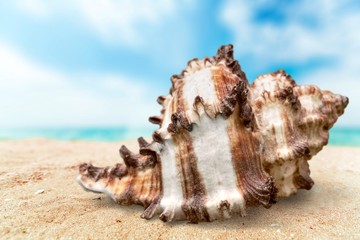 Obraz na płótnie Canvas Shell, sea, collection.