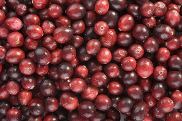 cranberry