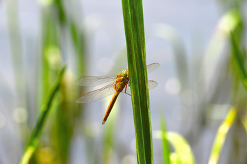 Dragonfly Sympetrum close-up sitting on the grass