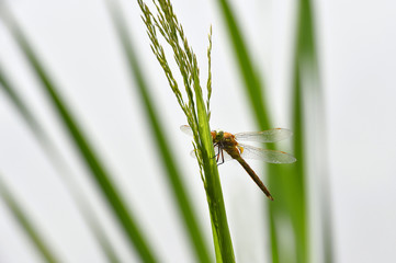 Dragonfly Sympetrum close-up sitting on the grass