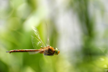Dragonfly close-up in flight
