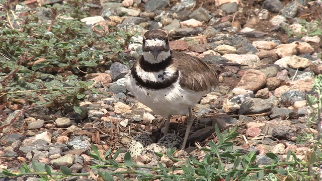 Killdeer Guarding a Ground Nest and Eggs