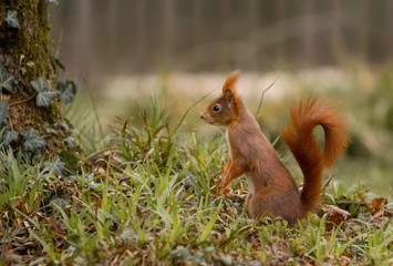 Fototapeta premium Eichhörnchen