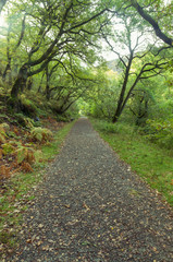 Fototapeta na wymiar Woodland path, British Autumn Fall.