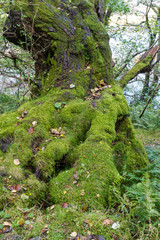 Lichen moss on old tree