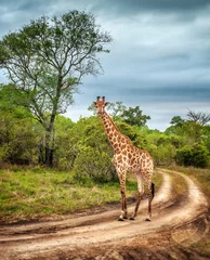 Meubelstickers Giraf Zuid-Afrikaanse wilde giraf