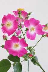 バラ　アメリカンピラー