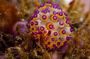 scuba diving lembeh indonesia janolus nudibranch