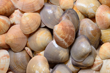 seashells