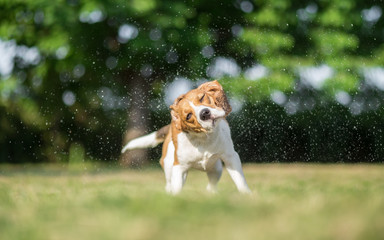 Dog Sprinkler Systems