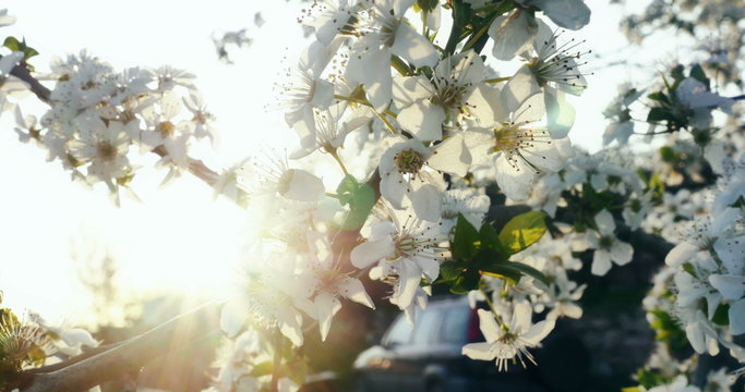 spring tree flowers blossom 4k
