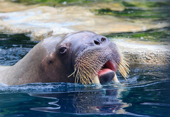 close up face of walrus floating in deep blue water