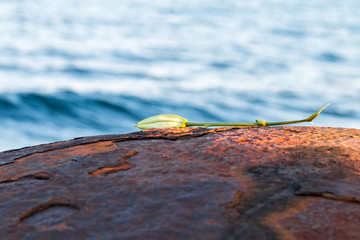 Flower blown onto rusty metal dome
