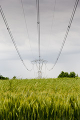 voltage pylons in a field of wheat