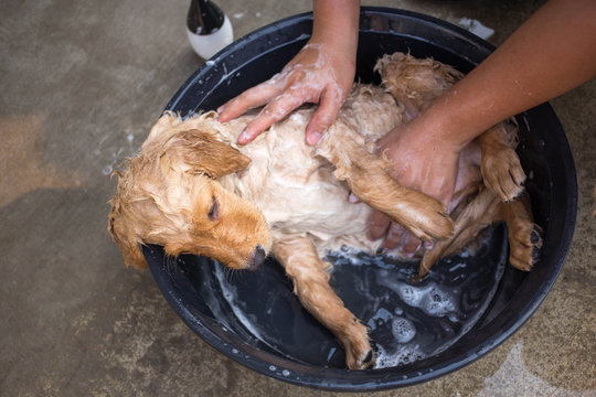 Golden retriever gets a bath