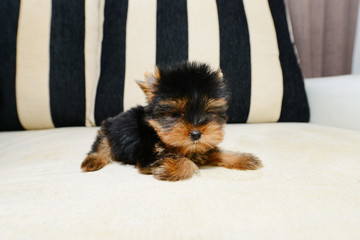 york, yorkshire, terrier, tcup, teacup, dog, puppy, t-cup, pet, animal, toy, doll, yorkie, baby, yorky, adorable, cute, breed, kennel, gold, black, long coat