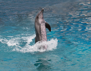 dolphin show standing in water