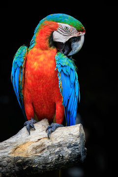 close up beautiful of scarlet macaw birds perching on dry tree b