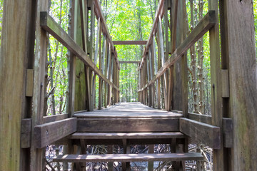 wooden bridge in the  Mangrove forest