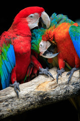 close up couples of beautiful of scarlet macaw birds peaning and © stockphoto mania