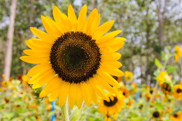Obraz premium Sunflowers with perennial plant background