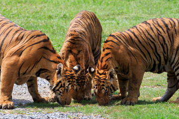 Fototapeta na wymiar three of bengal tiger in field