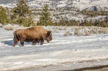 Bison Kicking Up Snow