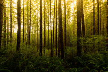 Fototapeta premium Linia bujnych zielonych drzew wzdłuż szlaku w Drift Creek Falls w stanie Oregon