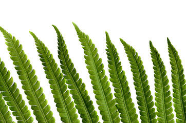 fern leaves dry