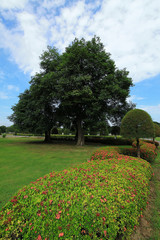 A tree in a park