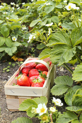 Basket of strawberry on bed