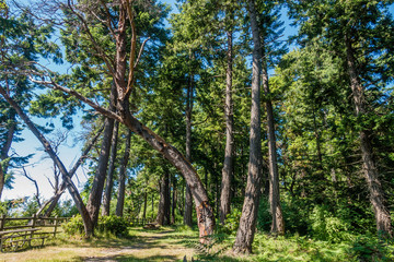 Curving Tree