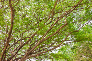 Fototapeta premium Under big green tree