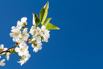 Blooming cherry tree and blue sky.