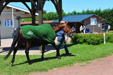 cheval de course