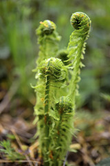 Close up of ferns in the early spring