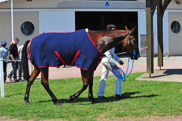 cheval  de course