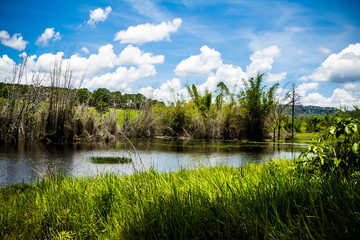 swamp