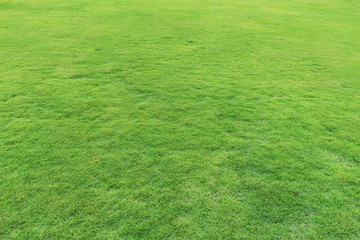 Natural fresh green grass field