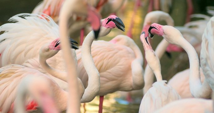 Flamingos ritual dancing and breeding season