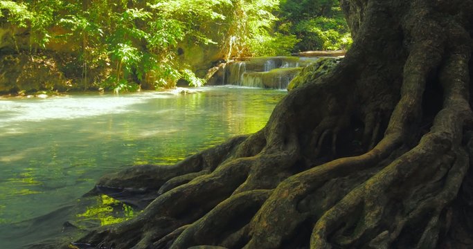 Big rough and curved roots of old big tree near creek running through jungle