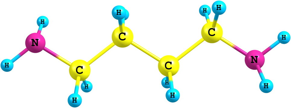 Putrescine Molecule Isolated On White