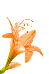 Orange Amaryllis flower blooms in springtime on white background