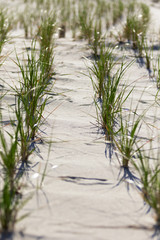 White sand dunes on the beach.